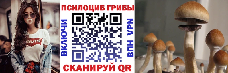 Псилоцибиновые грибы мицелий  hydra   Дагестанские Огни 